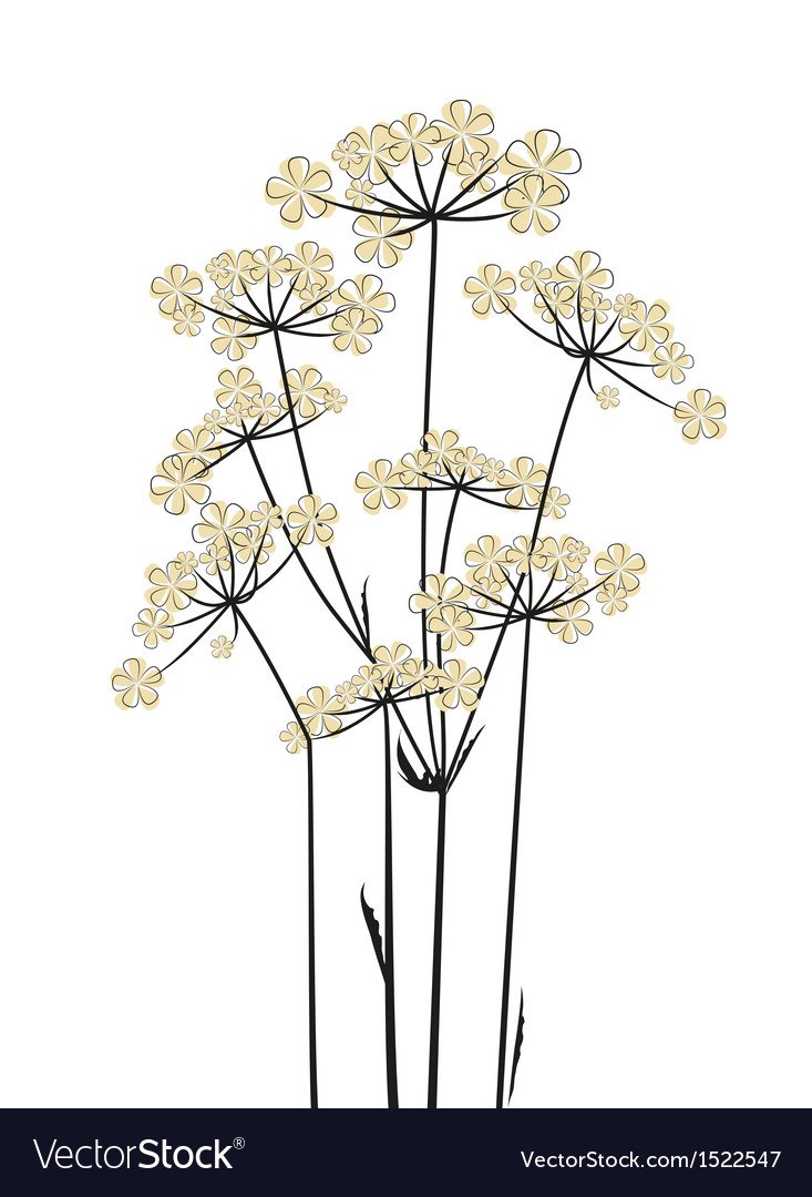 Цветок курая на белом фоне
