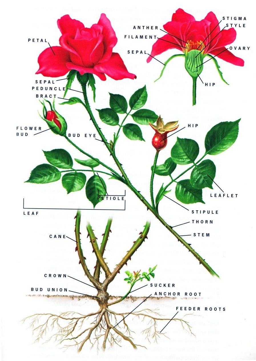 Строение стебля розы