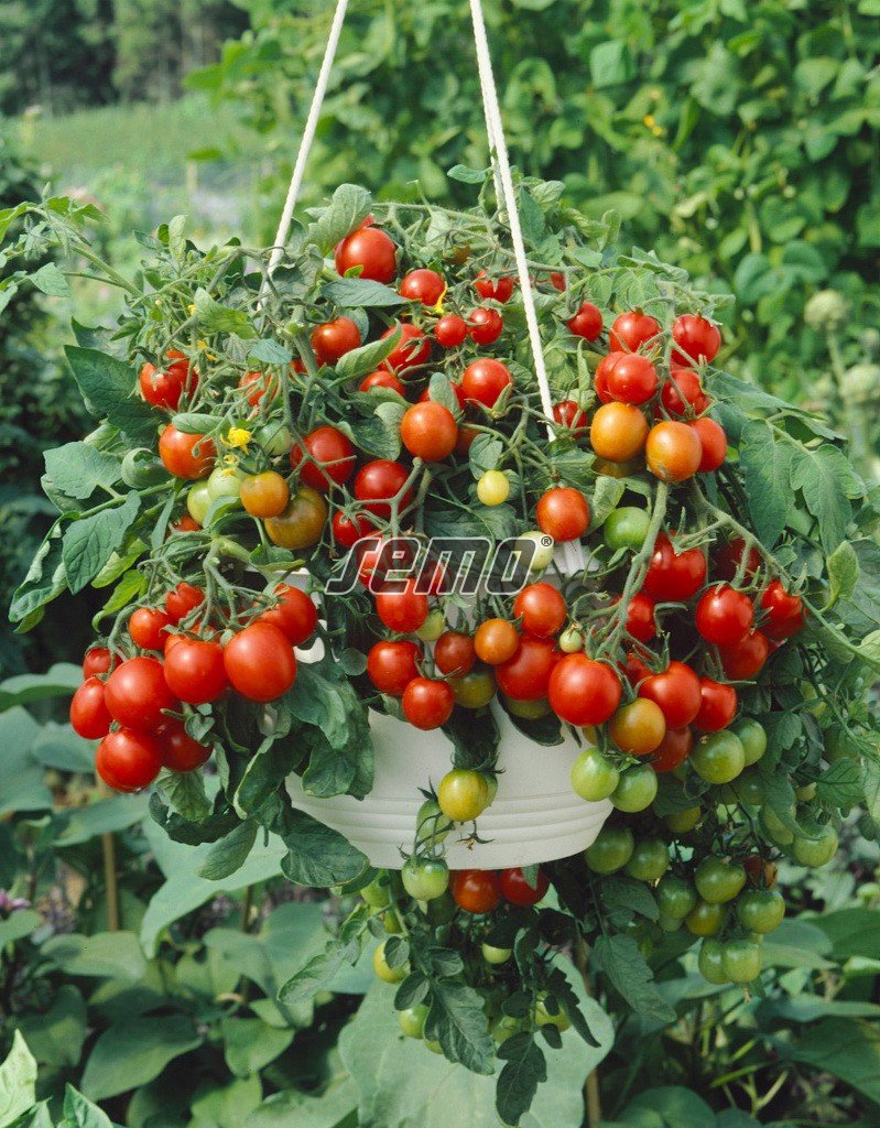 Ампельные томаты черри
