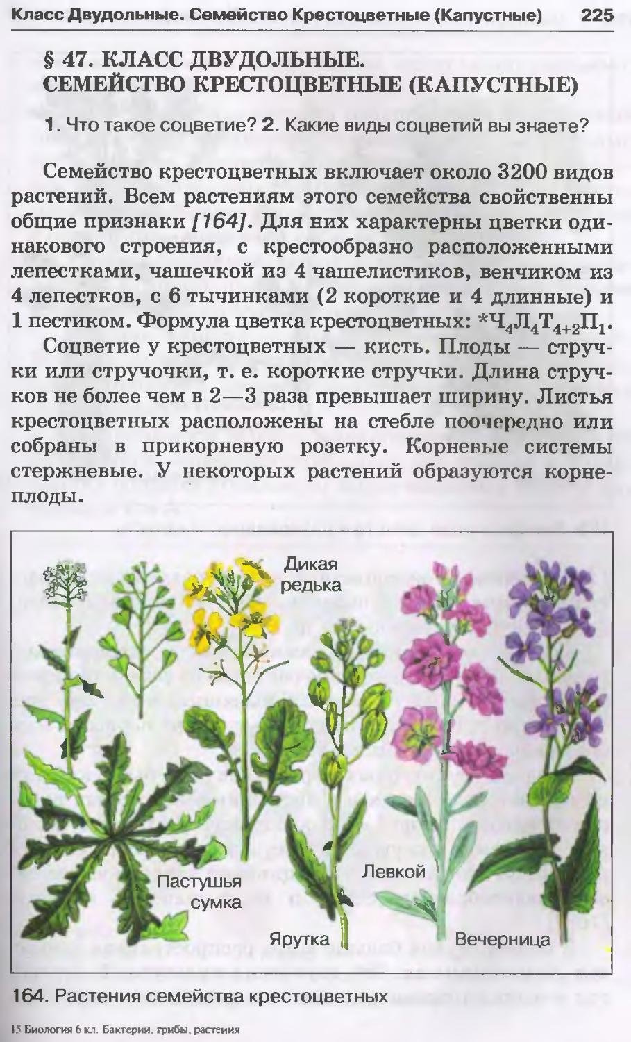 Карточка определитель крестоцветных растений