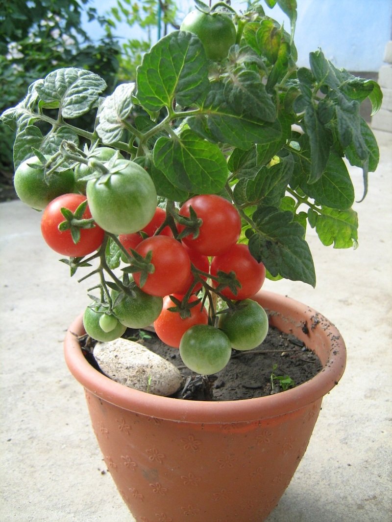 Сорт помидор балконное чудо