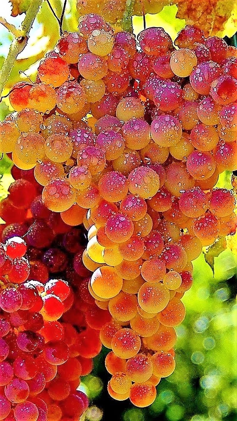 Виноград на солнце