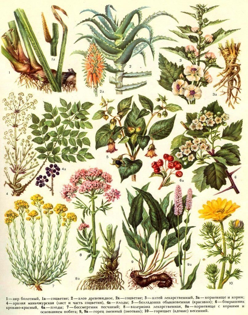 Лечебные растения