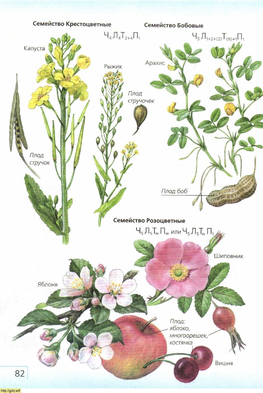 Rosaceae Ботанические иллюстрации