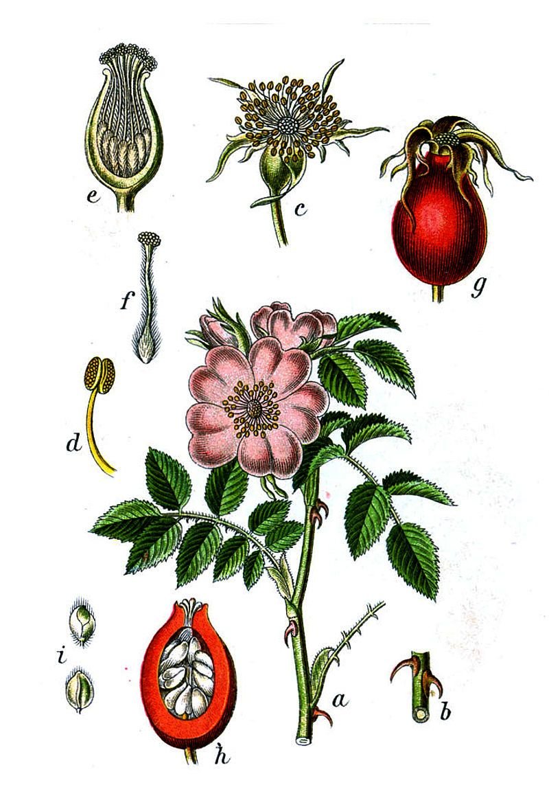Fragaria vesca Ботаническая иллюстрация