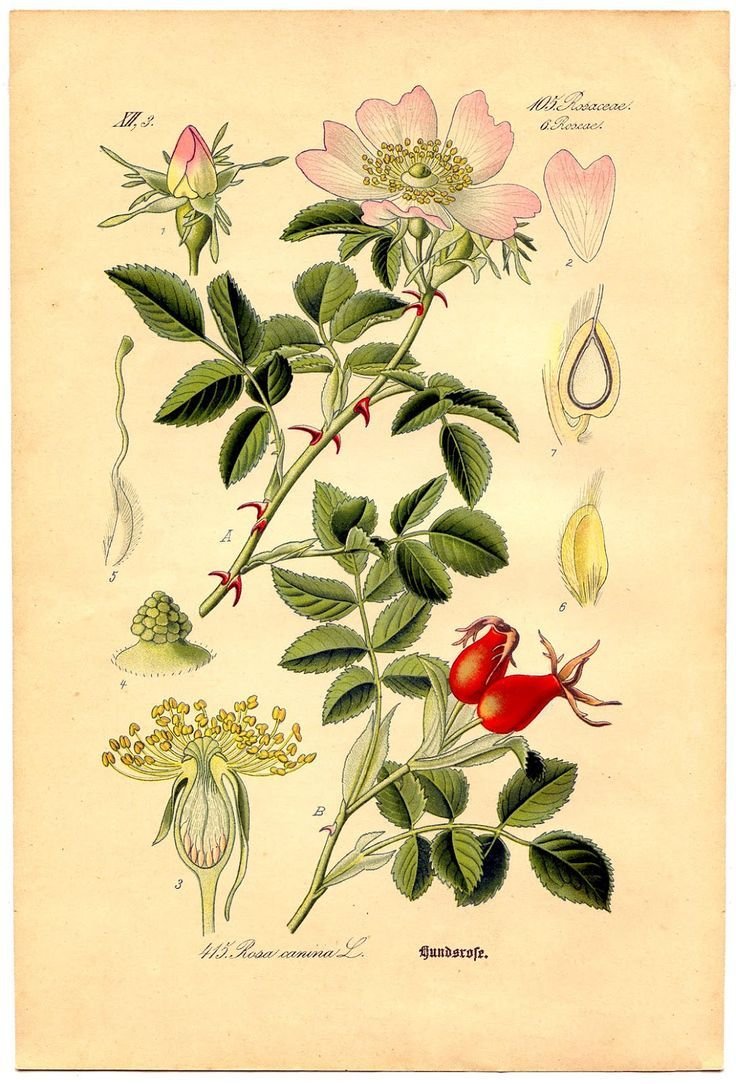 Двудольные растения семейство Пасленовые