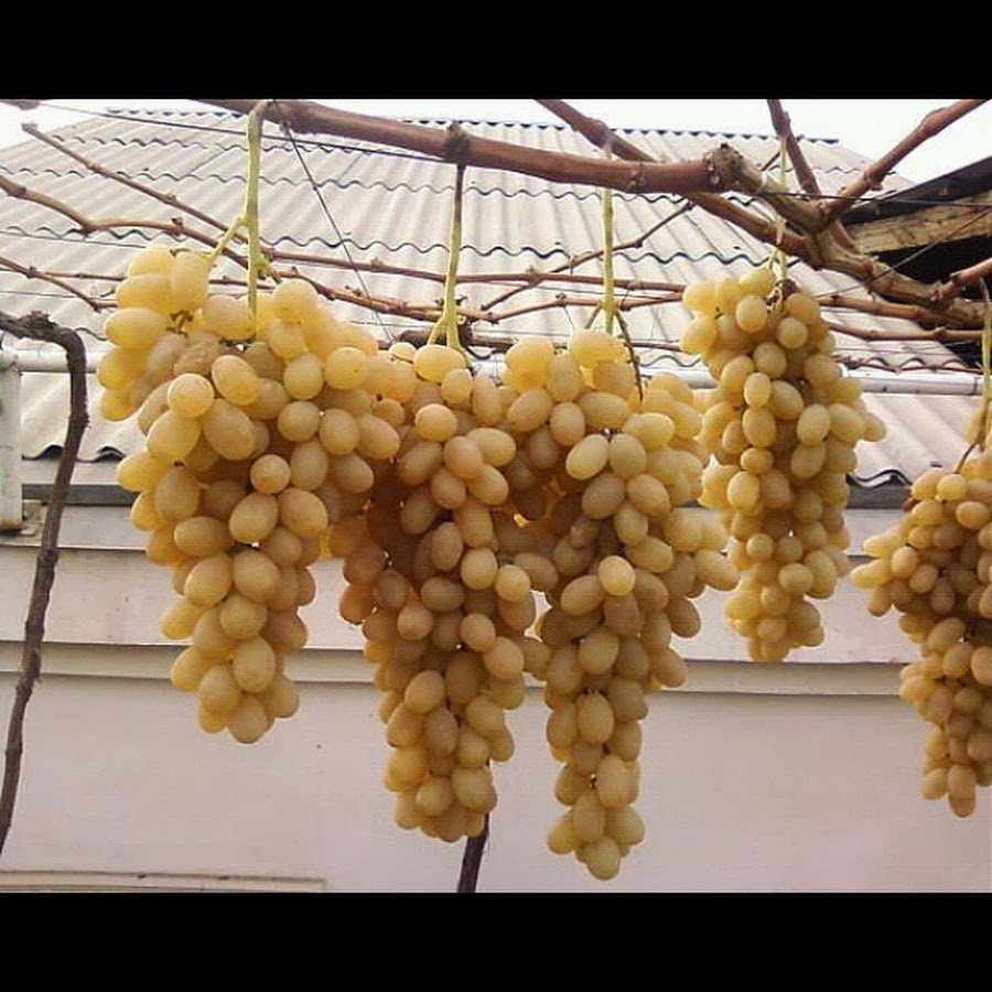 Виноград Хусайни Узбекистан