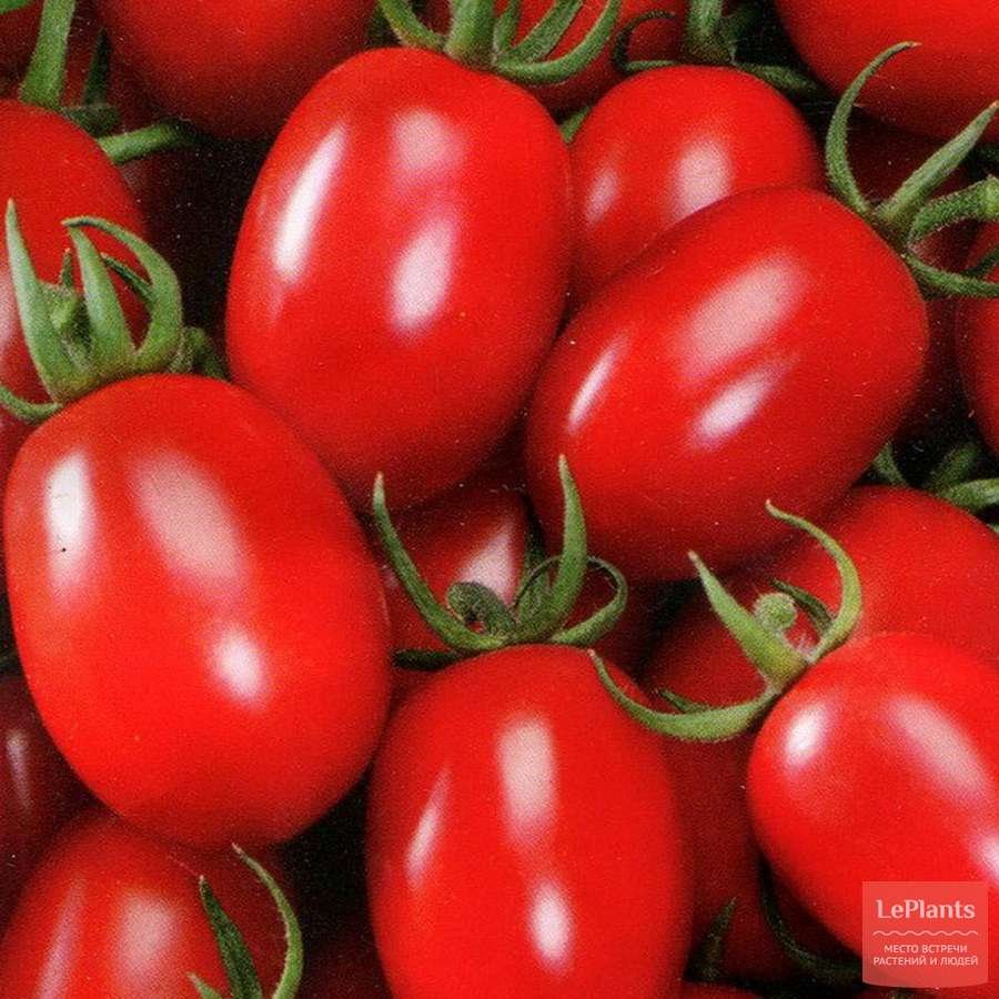 Макси рио томат