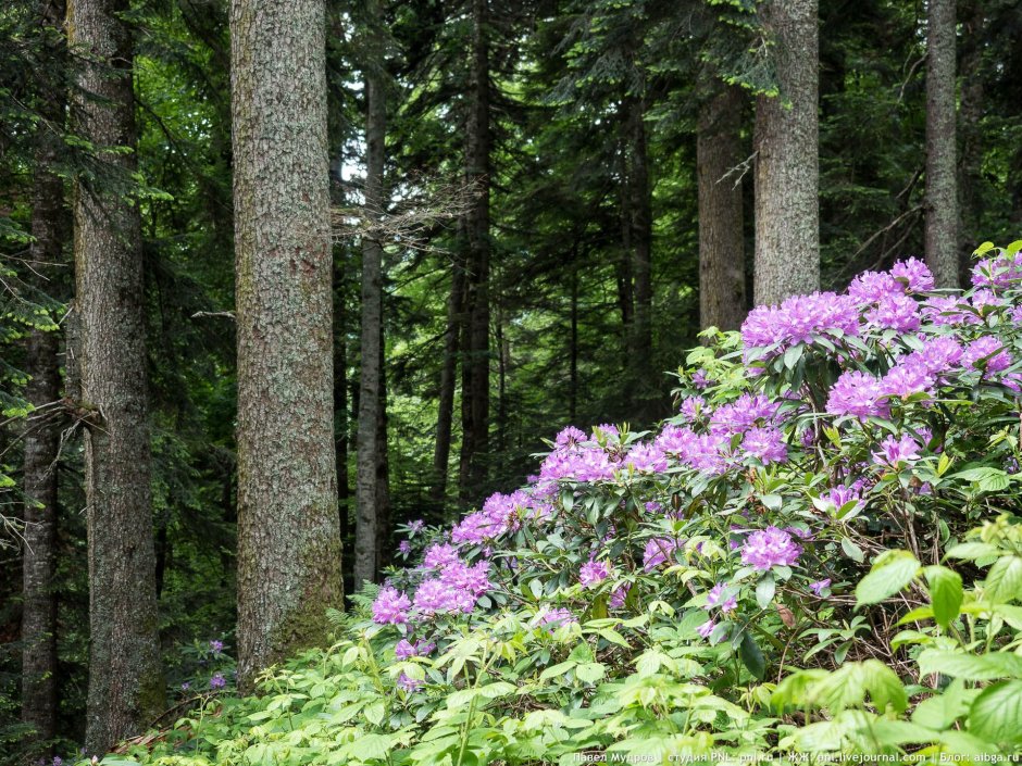 Растения тайги на Кавказе