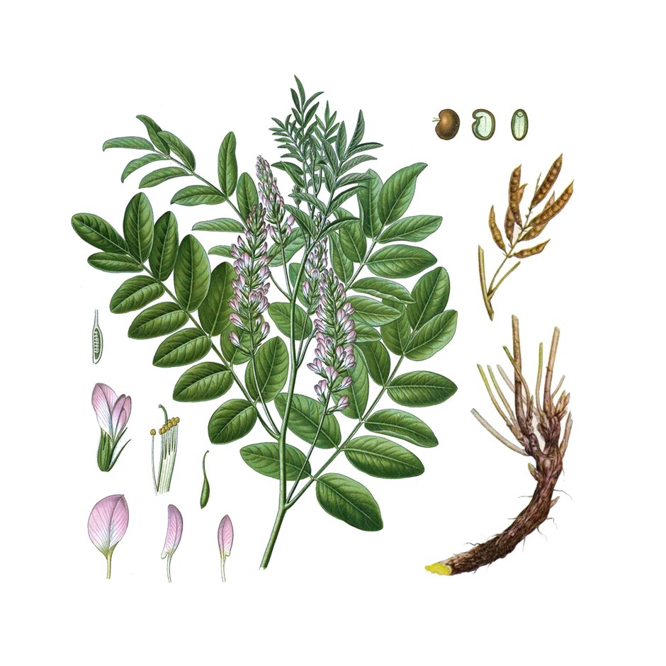 Солодка Уральская (Glycyrrhiza uralensis)