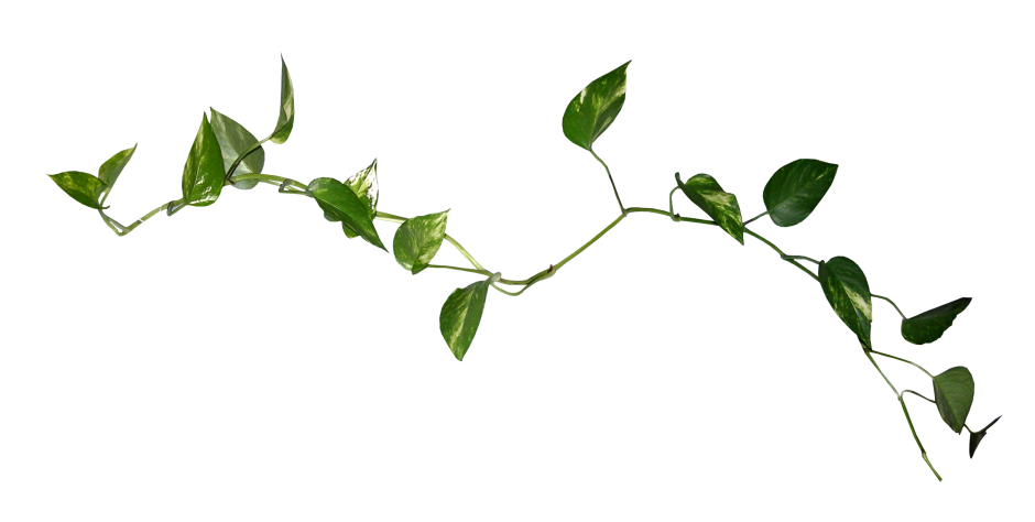 Лиана ветви растение