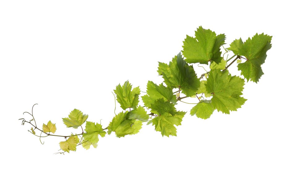Виноградная лоза листья