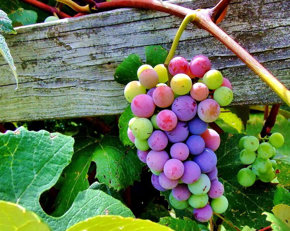 Семейства виноградных виноград