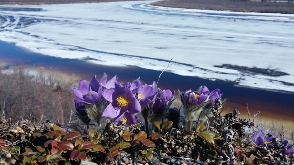 Флора арктических пустынь
