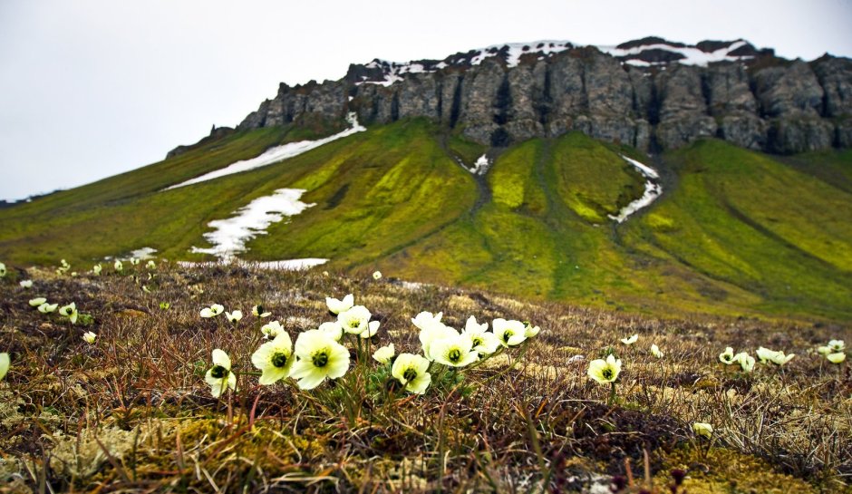 Остров Гренландия растительность