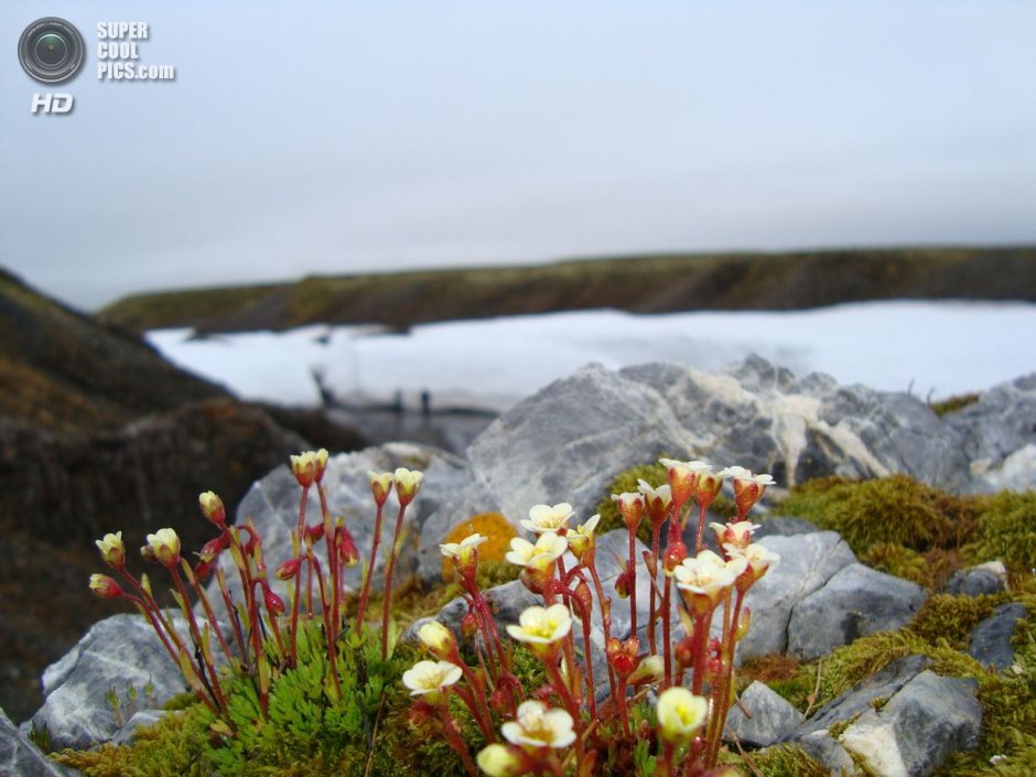 Гренландский национальный парк растения