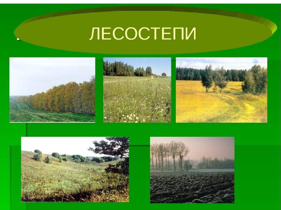 Природные зоны России лесостепи
