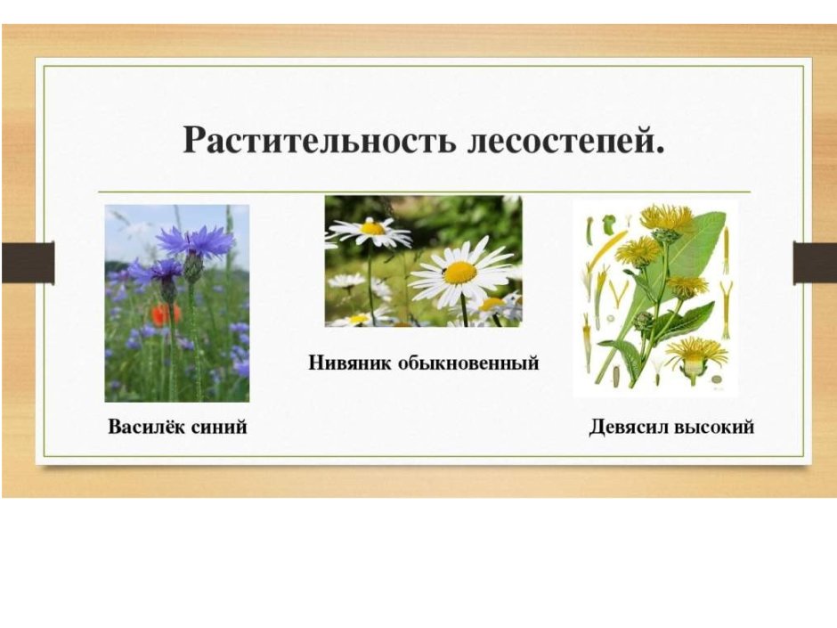 Растительный мир лесостепной зоны России