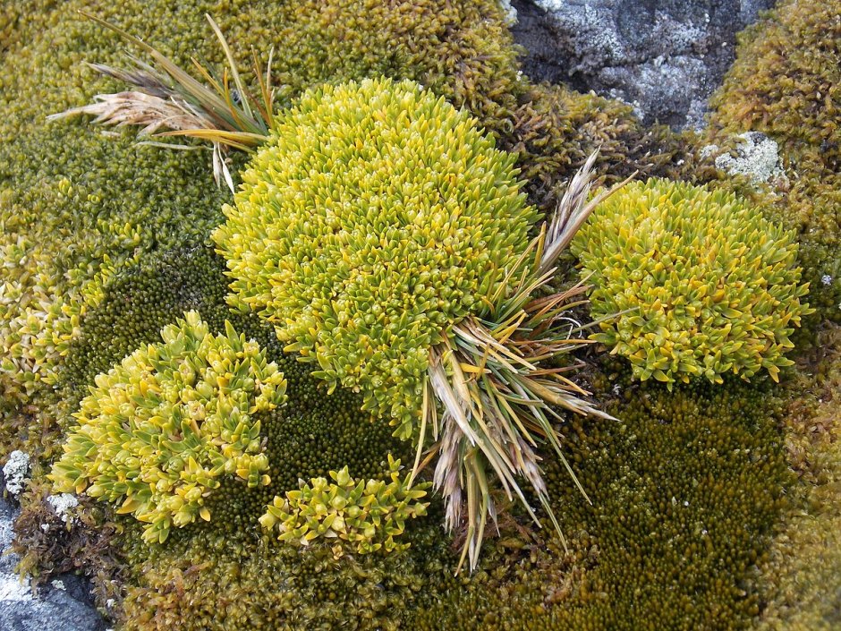Растения Антарктиды колобантус Кито