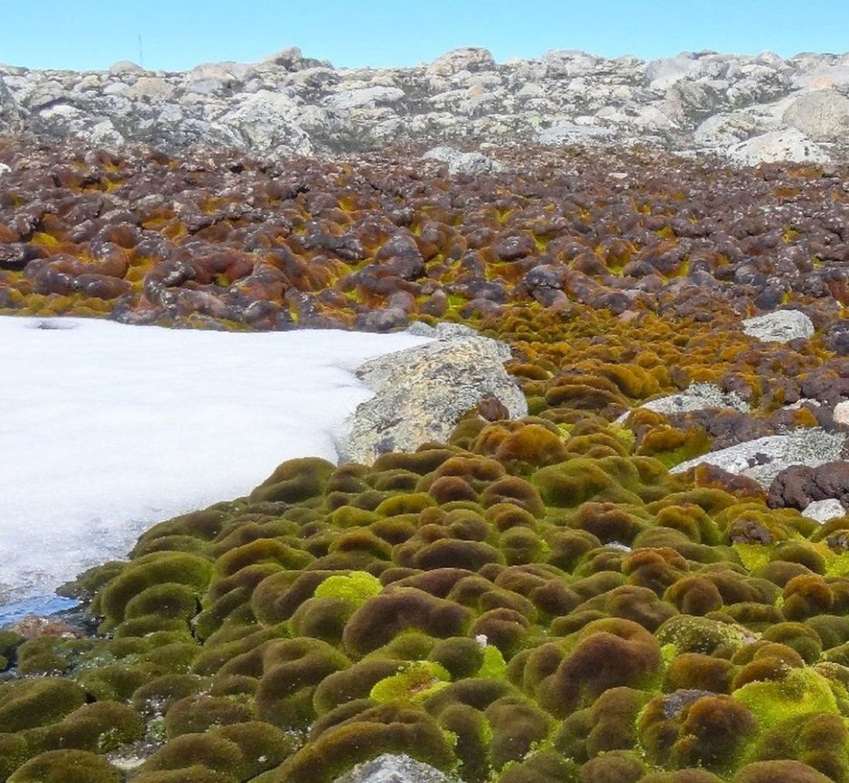 Мхи лишайники водоросли в Антарктиде