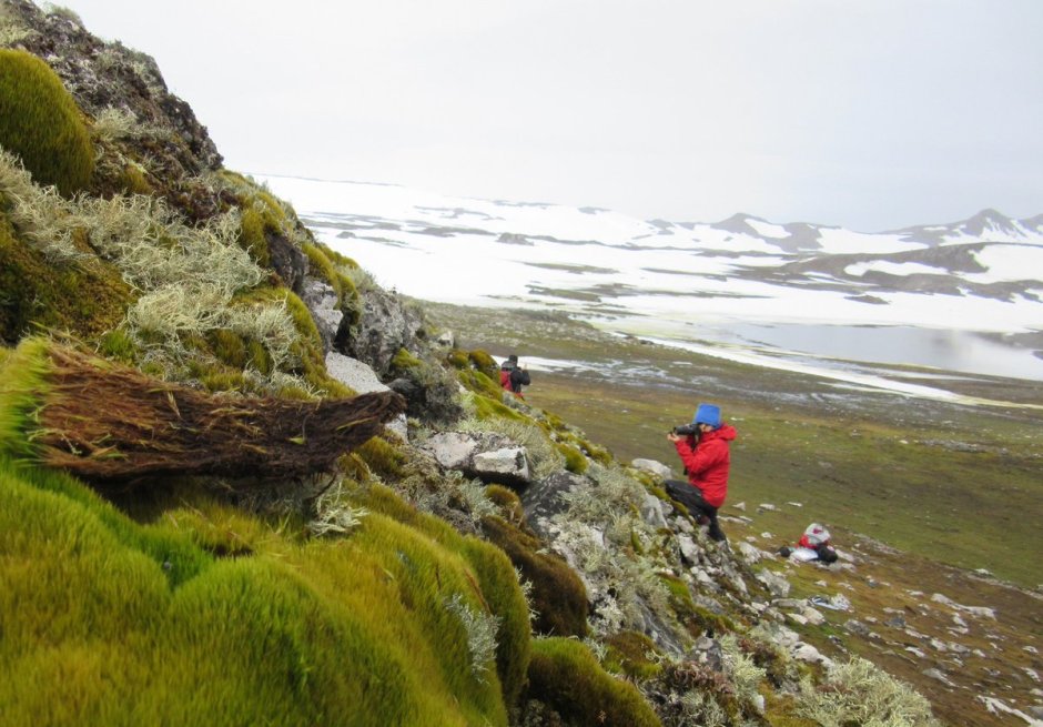 Мхи лишайники водоросли в Антарктиде