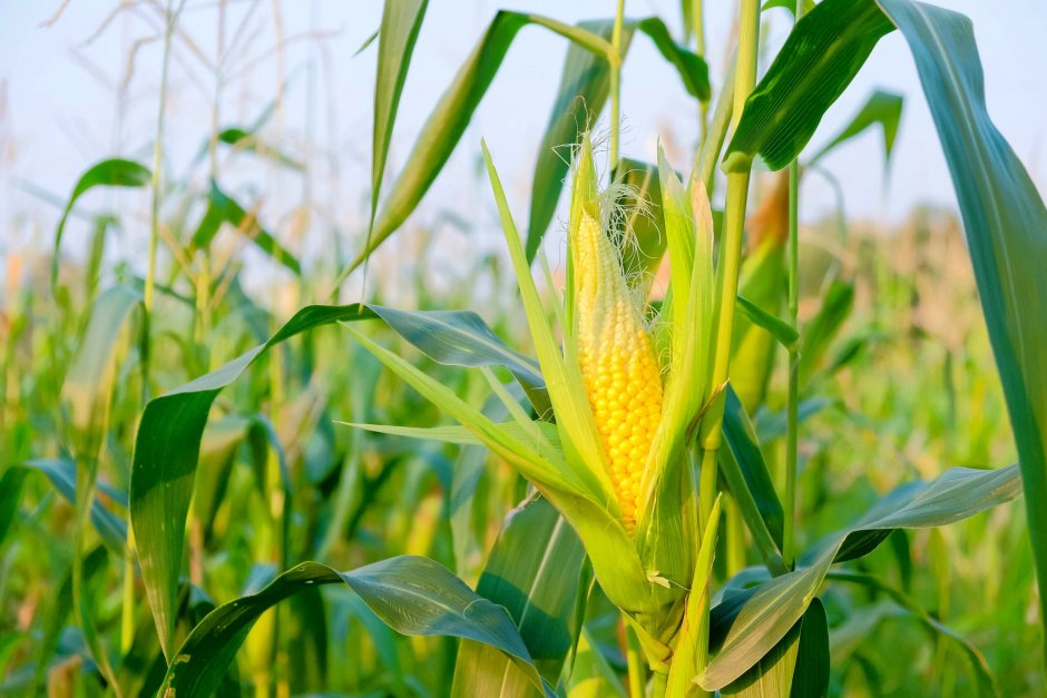 Плантация кукурузы