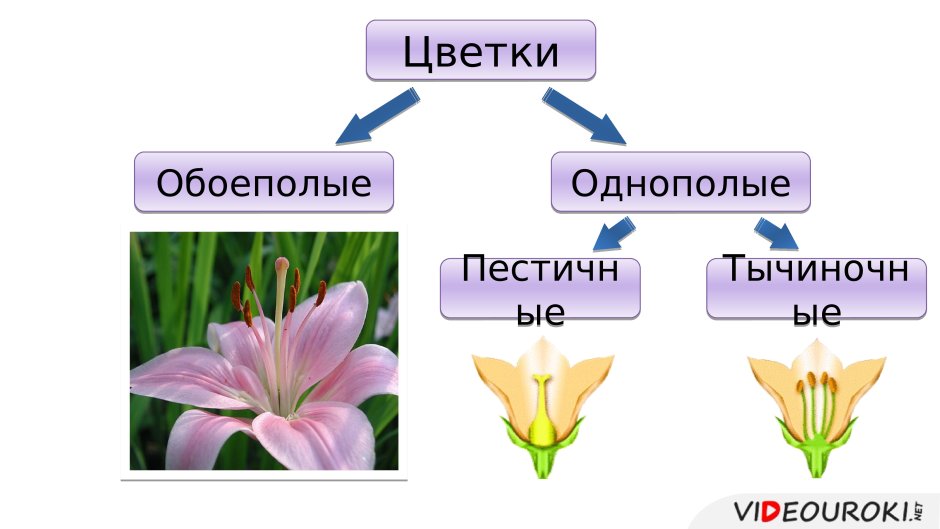 Однополые и обоеполые цветки однодомные и двудомные растения