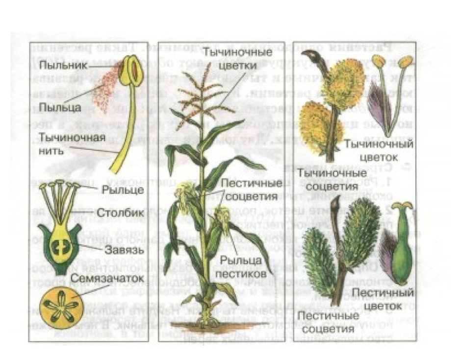 Строение кукурузы однодомное растение