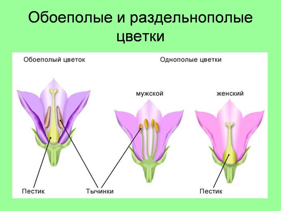 Однополые и обоеполые цветки