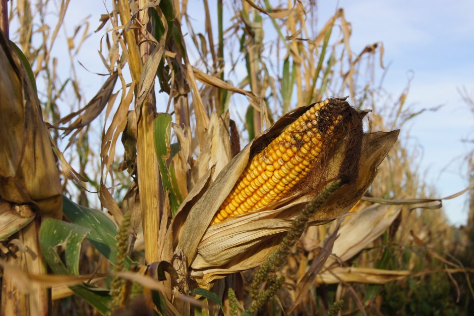 Ветвление початков кукурузы