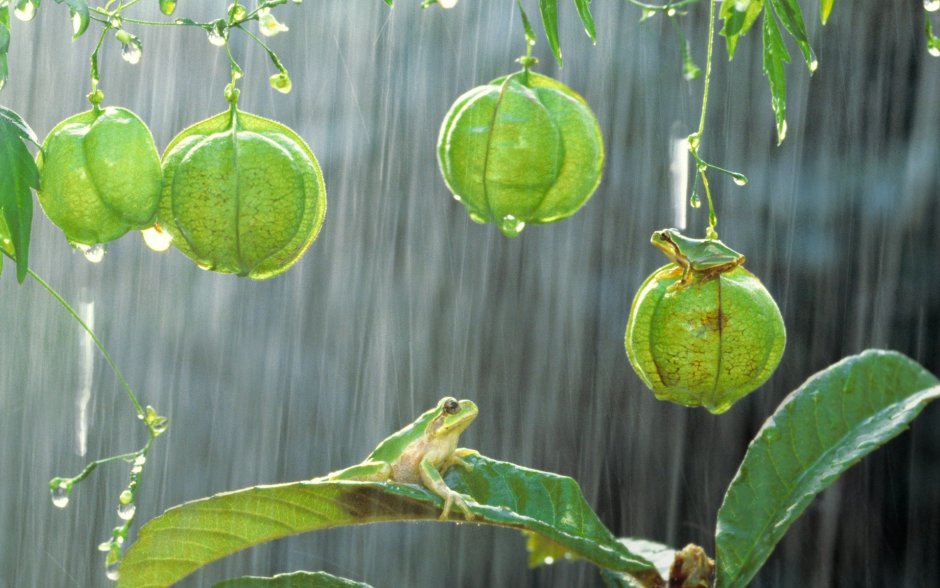 Тропические растения после дождя