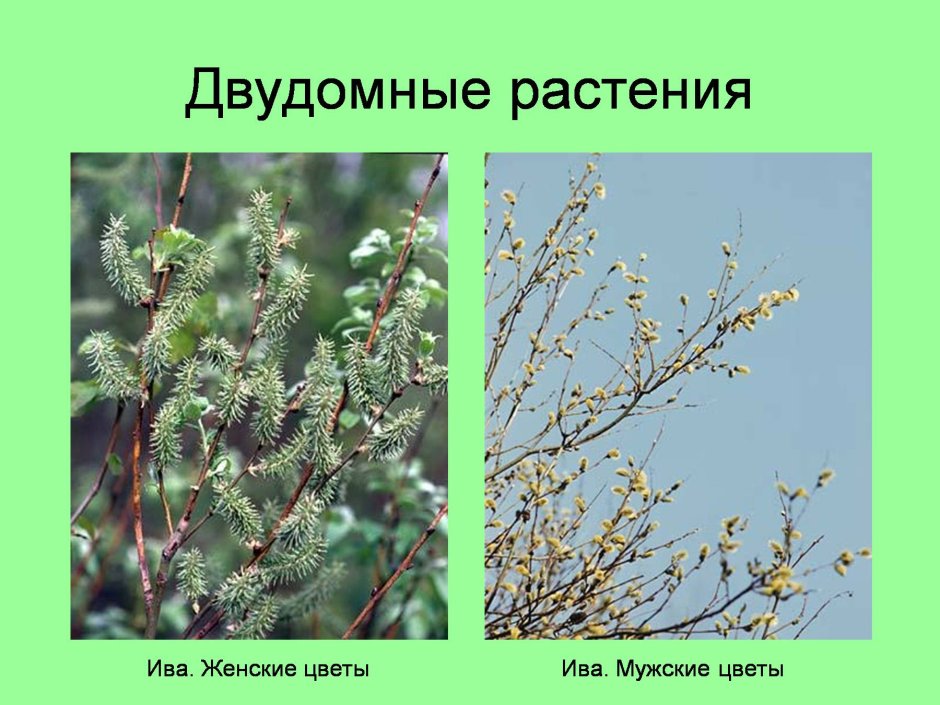 Двудомные растения осина
