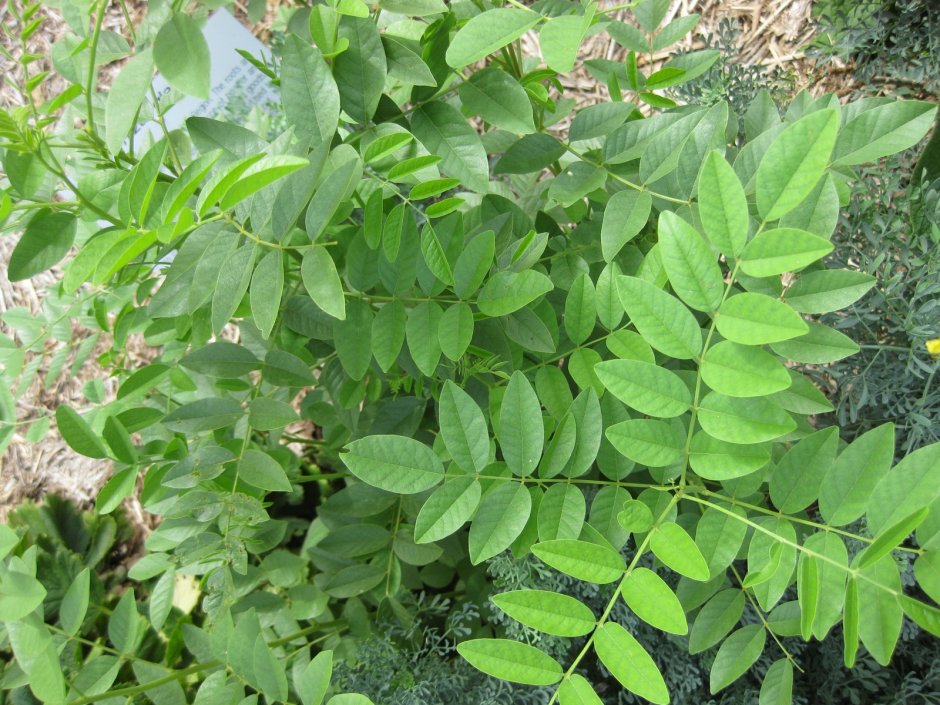 Растения Glycyrrhiza glabra