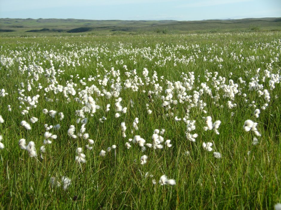 Белые цветы в тундре