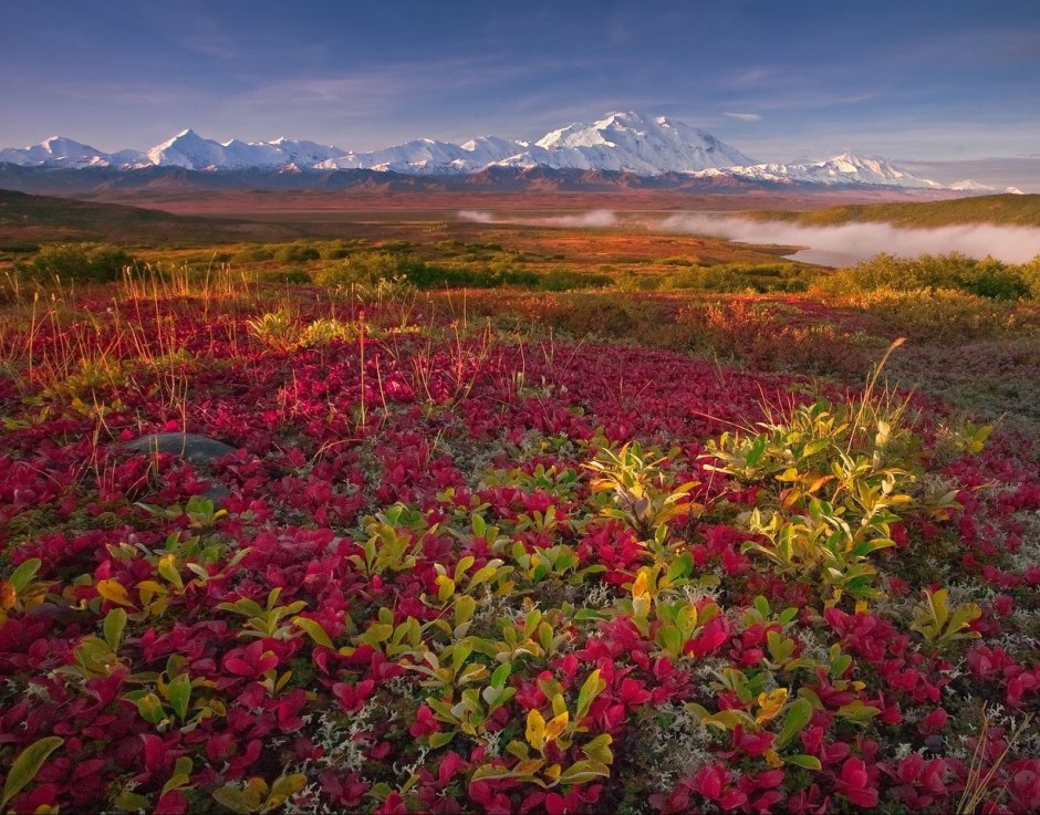 Осенняя тундра, национальный парк Денали, Аляска