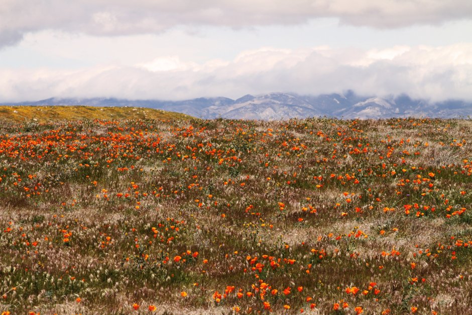 Цветочное плато Китуло