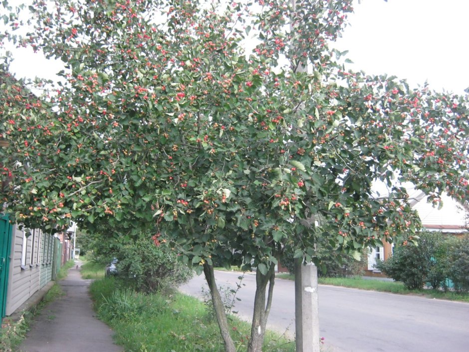 Яблоня Мельба дерево