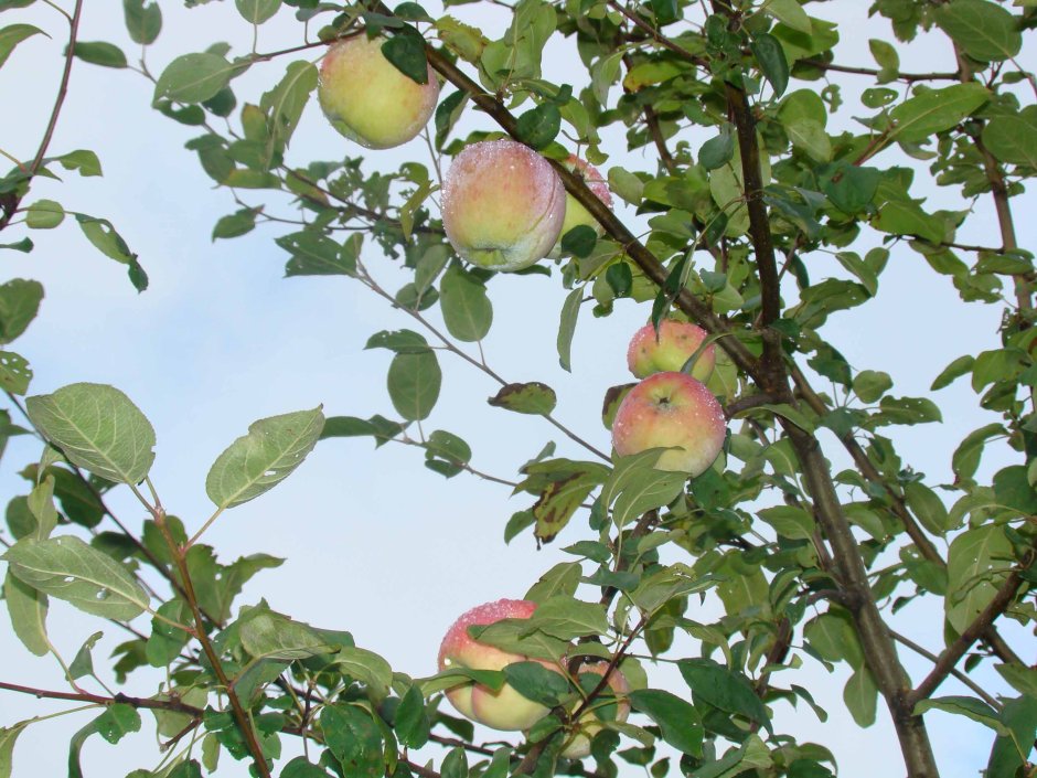 Сорт яблони Мельба дерево