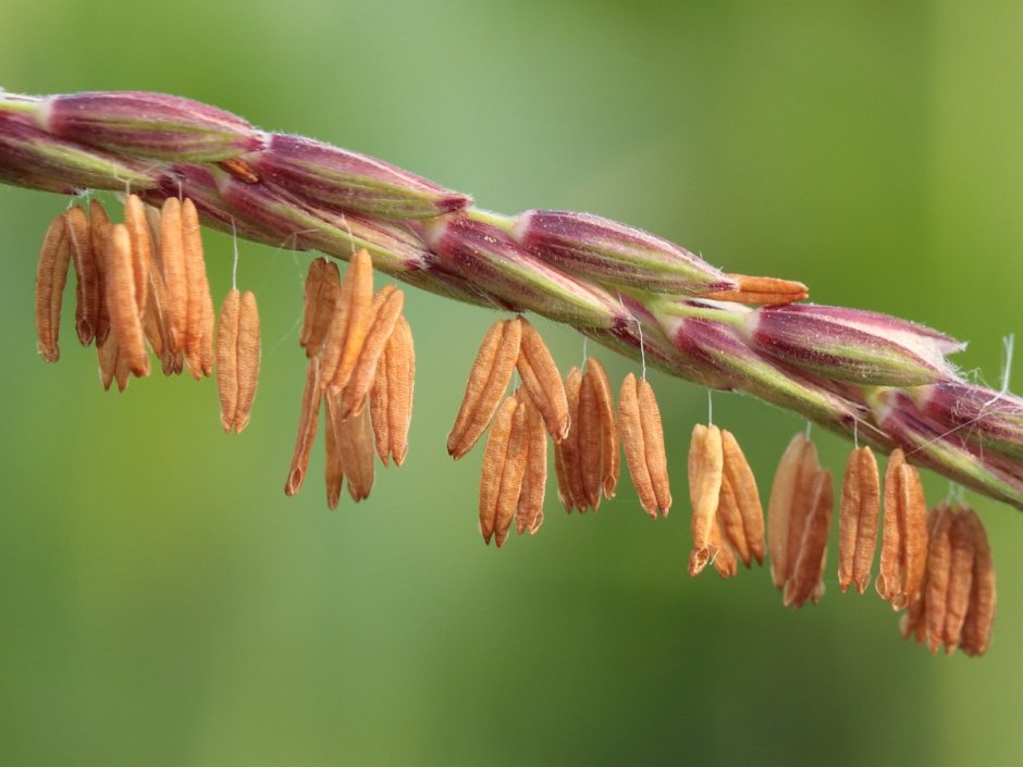 Соцветия зерновых злаков