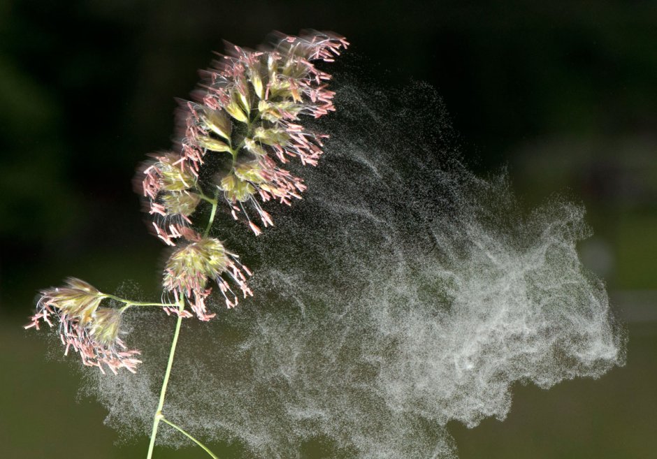 Аллергенная трава пыльца Тимофеевка