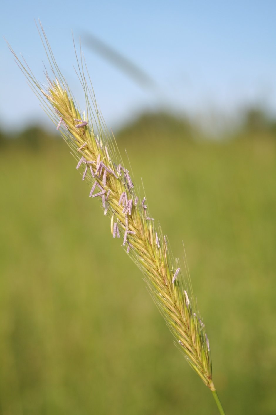 Цветение пшеницы