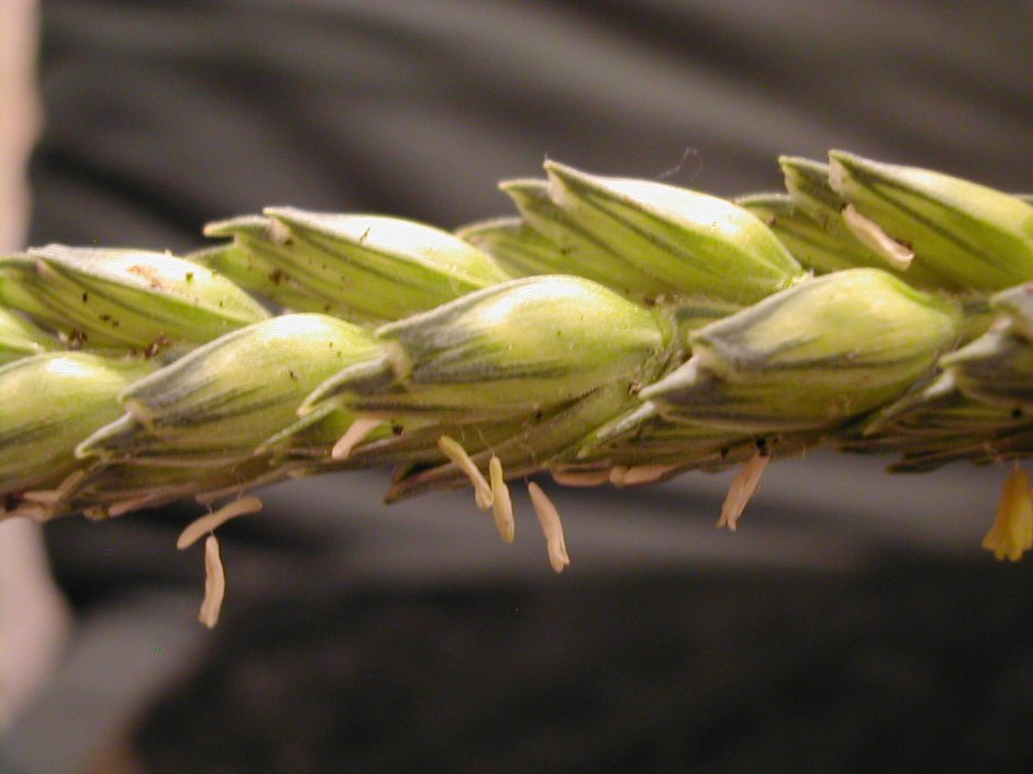 Цветение озимой пшеницы