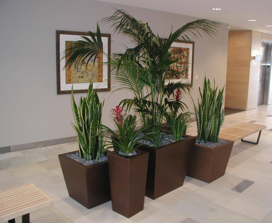 Композиции из комнатных растений для офиса