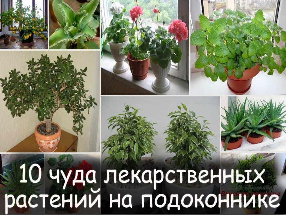 Полезные комнатные растения