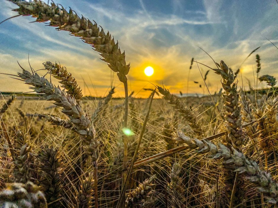 Мутация пшеницы