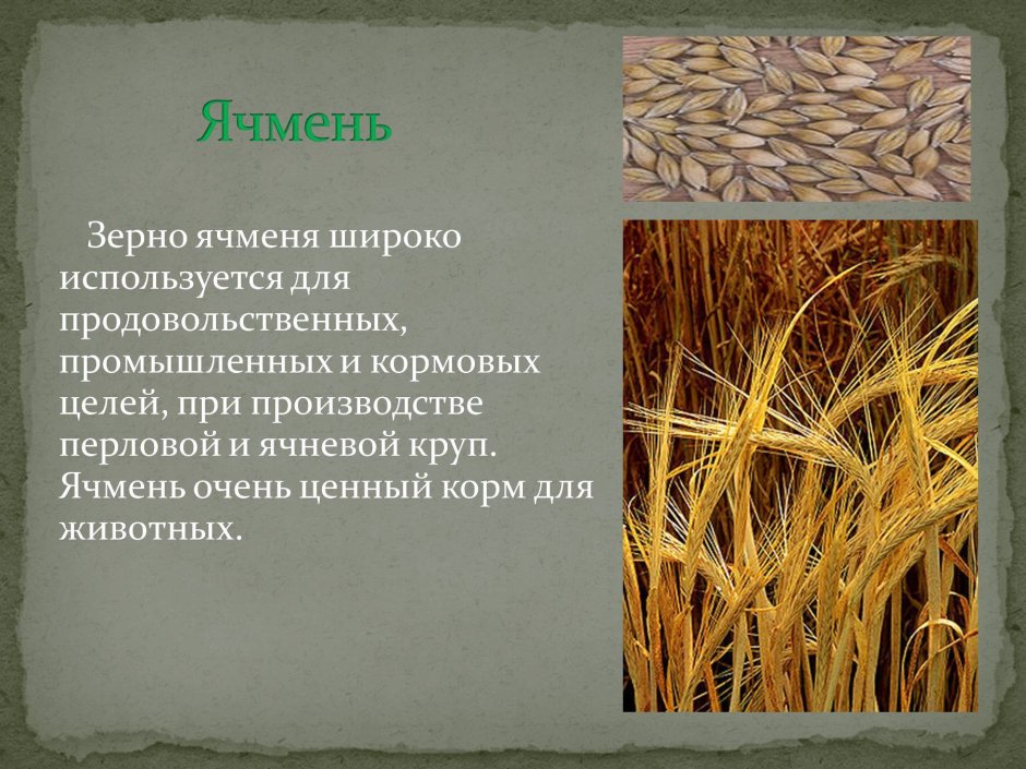 Культурные растения зерновые культуры