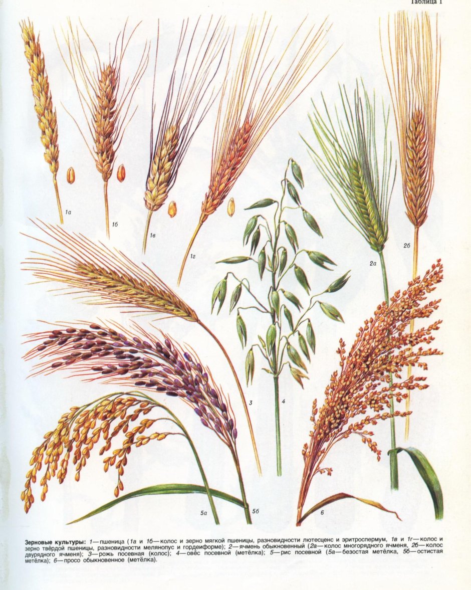 Рожь пшеница ячмень тритикале