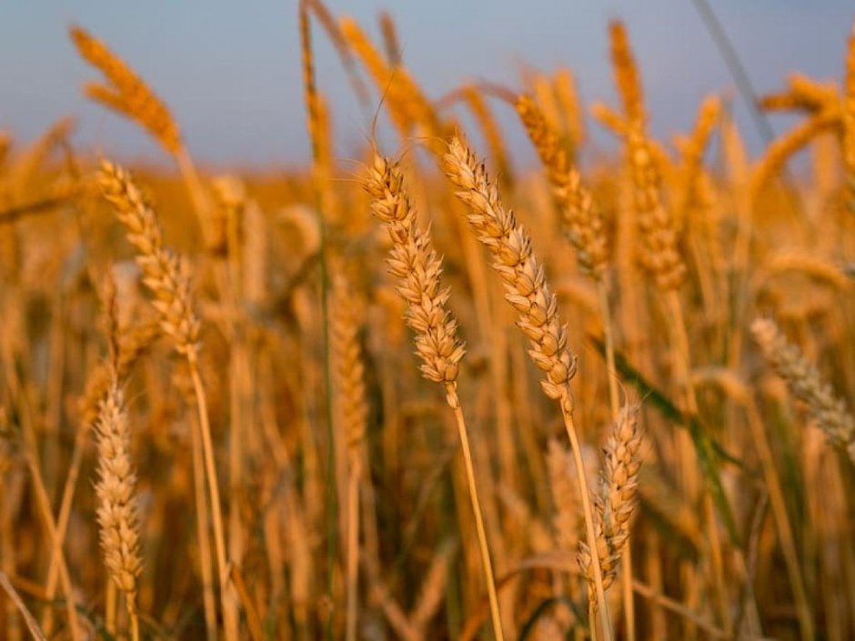Кукурузное, пшеничное поле