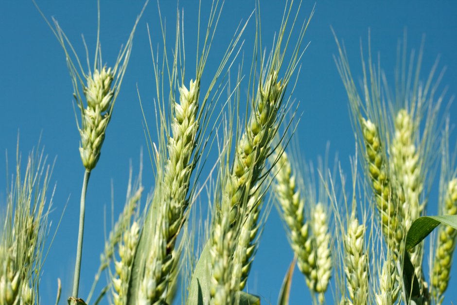 Сельскохозяйственные культуры пшеница
