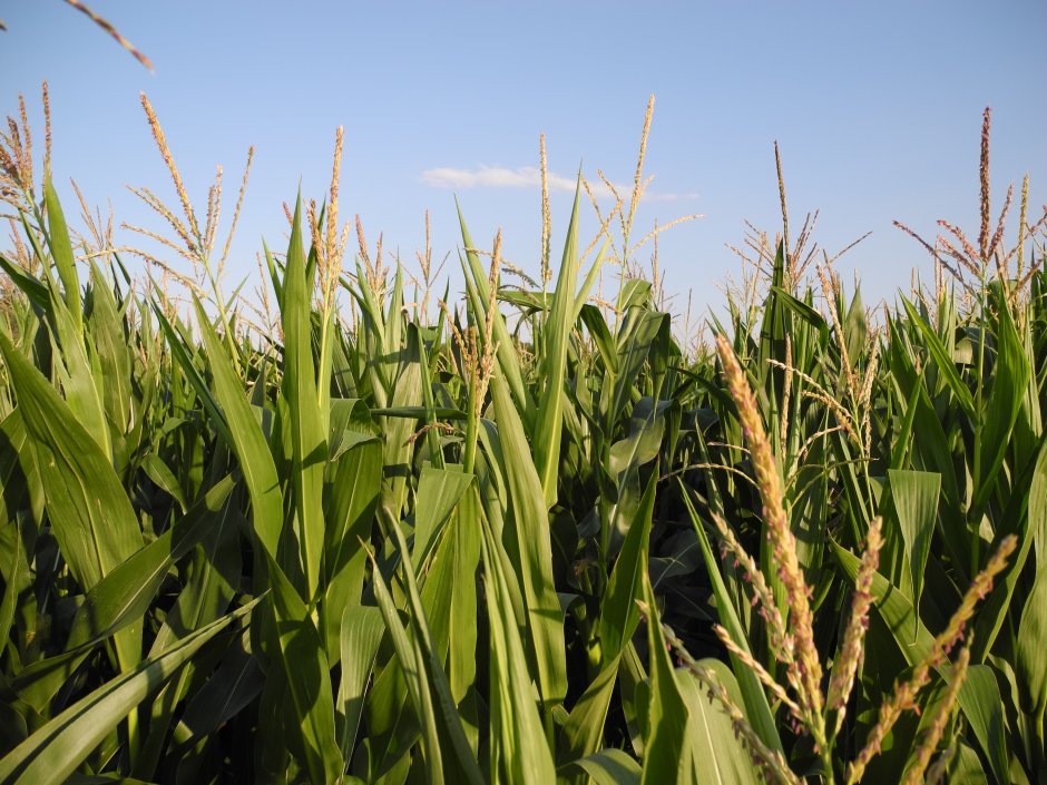 Растениеводство зерноводство пшеница рис кукуруза
